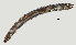  ( - NID-N1160)  @11 [ ] CreativeCommons - Attribution Non-Commercial (2016) Tom Powers University of Nebraska