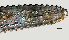  ( - NID-N1160)  @11 [ ] CreativeCommons - Attribution Non-Commercial (2016) Tom Powers University of Nebraska