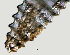  ( - NID-N1160)  @11 [ ] CreativeCommons - Attribution Non-Commercial (2016) Tom Powers University of Nebraska