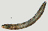  ( - NID-N1162)  @11 [ ] CreativeCommons - Attribution Non-Commercial (2017) Tom Powers University of Nebraska