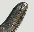  ( - NID-N1177)  @11 [ ] CreativeCommons - Attribution Non-Commercial (2017) Tom Powers University of Nebraska