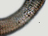  ( - NID-N1177)  @11 [ ] CreativeCommons - Attribution Non-Commercial (2017) Tom Powers University of Nebraska