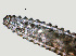  ( - NID-N1206)  @11 [ ] CreativeCommons - Attribution Non-Commercial (2016) Tom Powers University of Nebraska