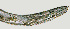  ( - NID-N1209)  @11 [ ] CreativeCommons - Attribution Non-Commercial (2017) Tom Powers University of Nebraska