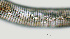  ( - NID-N1209)  @11 [ ] CreativeCommons - Attribution Non-Commercial (2017) Tom Powers University of Nebraska