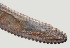  ( - NID-N122)  @11 [ ] CreativeCommons - Attribution Non-Commercial (2016) Tom Powers University of Nebraska