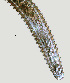 ( - NID-N1243)  @11 [ ] CreativeCommons - Attribution Non-Commercial (2016) Tom Powers University of Nebraska
