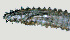  ( - NID-N1243)  @11 [ ] CreativeCommons - Attribution Non-Commercial (2016) Tom Powers University of Nebraska