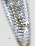  ( - NID-N1249)  @11 [ ] CreativeCommons - Attribution Non-Commercial (2017) Tom Powers University of Nebraska