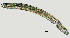  ( - NID-N1251)  @11 [ ] CreativeCommons - Attribution Non-Commercial (2017) Tom Powers University of Nebraska