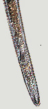  (Hemicycliophora macristhmus Singleton W - NID-N1261)  @11 [ ] CreativeCommons - Attribution Non-Commercial (2017) Tom Powers University of Nebraska