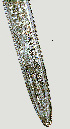  ( - NID-N1261)  @11 [ ] CreativeCommons - Attribution Non-Commercial (2017) Tom Powers University of Nebraska