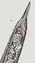  ( - NID-N1261)  @11 [ ] CreativeCommons - Attribution Non-Commercial (2017) Tom Powers University of Nebraska