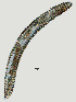  ( - NID-N1291)  @11 [ ] CreativeCommons - Attribution Non-Commercial (2016) Tom Powers University of Nebraska