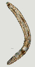  ( - NID-N1294)  @11 [ ] CreativeCommons - Attribution Non-Commercial (2017) Tom Powers University of Nebraska