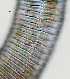  ( - NID-N1294)  @11 [ ] CreativeCommons - Attribution Non-Commercial (2017) Tom Powers University of Nebraska