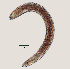  ( - NID-N12)  @11 [ ] CreativeCommons - Attribution Non-Commercial (2017) Tom Powers University of Nebraska