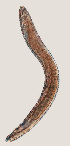  ( - NID-N12)  @11 [ ] CreativeCommons - Attribution Non-Commercial (2017) Tom Powers University of Nebraska