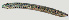  ( - NID-N1301)  @11 [ ] CreativeCommons - Attribution Non-Commercial (2017) Tom Powers University of Nebraska