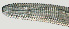  ( - NID-N1301)  @11 [ ] CreativeCommons - Attribution Non-Commercial (2017) Tom Powers University of Nebraska