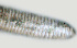  ( - NID-N1301)  @11 [ ] CreativeCommons - Attribution Non-Commercial (2017) Tom Powers University of Nebraska