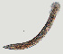 ( - NID-N1302)  @11 [ ] CreativeCommons - Attribution Non-Commercial (2017) Tom Powers University of Nebraska