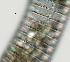  ( - NID-N1340)  @11 [ ] CreativeCommons - Attribution Non-Commercial (2017) Tom Powers University of Nebraska