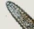  ( - NID-N1344)  @11 [ ] CreativeCommons - Attribution Non-Commercial (2016) Tom Powers University of Nebraska