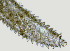  ( - NID-N1362)  @11 [ ] CreativeCommons - Attribution Non-Commercial (2016) Tom Powers University of Nebraska