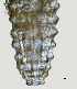  ( - NID-N1372)  @11 [ ] CreativeCommons - Attribution Non-Commercial (2016) Tom Powers University of Nebraska