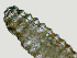  ( - NID-N1372)  @11 [ ] CreativeCommons - Attribution Non-Commercial (2016) Tom Powers University of Nebraska