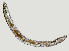  ( - NID-N1429)  @11 [ ] CreativeCommons - Attribution Non-Commercial (2017) Tom Powers University of Nebraska