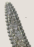  (Lobocriconema sp. HG01 - NID-N1462)  @11 [ ] CreativeCommons - Attribution Non-Commercial (2016) Tom Powers University of Nebraska