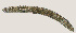  ( - NID-N1491)  @11 [ ] CreativeCommons - Attribution Non-Commercial (2016) Tom Powers University of Nebraska