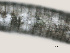  ( - NID-N1491)  @11 [ ] CreativeCommons - Attribution Non-Commercial (2016) Tom Powers University of Nebraska