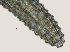  ( - NID-N1491)  @11 [ ] CreativeCommons - Attribution Non-Commercial (2016) Tom Powers University of Nebraska
