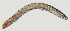  ( - NID-N173)  @11 [ ] CreativeCommons - Attribution Non-Commercial (2017) Tom Powers University of Nebraska