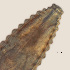  (Lobocriconema sp. Singleton P - NID-N1)  @11 [ ] CreativeCommons - Attribution Non-Commercial (2016) Dr. Tom Powers University of Nebraska