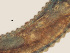  ( - NID-N1)  @11 [ ] CreativeCommons - Attribution Non-Commercial (2016) Dr. Tom Powers University of Nebraska