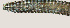  ( - NID-N2074)  @11 [ ] CreativeCommons - Attribution Non-Commercial (2016) Tom Powers University of Nebraska
