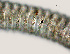  ( - NID-N2074)  @11 [ ] CreativeCommons - Attribution Non-Commercial (2016) Tom Powers University of Nebraska