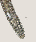  (Lobocriconema sp. HG08 - NID-N2273)  @11 [ ] CreativeCommons - Attribution Non-Commercial (2016) Tom Powers University of Nebraska
