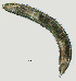  ( - NID-N2573)  @11 [ ] CreativeCommons - Attribution Non-Commercial (2017) Tom Powers University of Nebraska