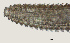  ( - NID-N2573)  @11 [ ] CreativeCommons - Attribution Non-Commercial (2017) Tom Powers University of Nebraska