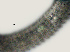  (Ogma murrayi - NID-N2573)  @11 [ ] CreativeCommons - Attribution Non-Commercial (2017) Tom Powers University of Nebraska