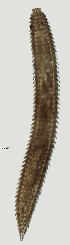  ( - NID-N2574)  @11 [ ] CreativeCommons - Attribution Non-Commercial (2017) Tom Powers University of Nebraska