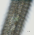  ( - NID-N2574)  @11 [ ] CreativeCommons - Attribution Non-Commercial (2017) Tom Powers University of Nebraska