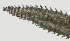  ( - NID-N2575)  @11 [ ] CreativeCommons - Attribution Non-Commercial (2017) Tom Powers University of Nebraska