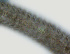  ( - NID-N2575)  @11 [ ] CreativeCommons - Attribution Non-Commercial (2017) Tom Powers University of Nebraska