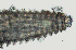  ( - NID-N2588)  @11 [ ] CreativeCommons - Attribution Non-Commercial (2017) Tom Powers University of Nebraska